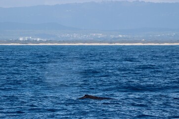 Naklejka premium Humpback whale, Megaptera novaeangliae, blow on the Gold Coast, Australia