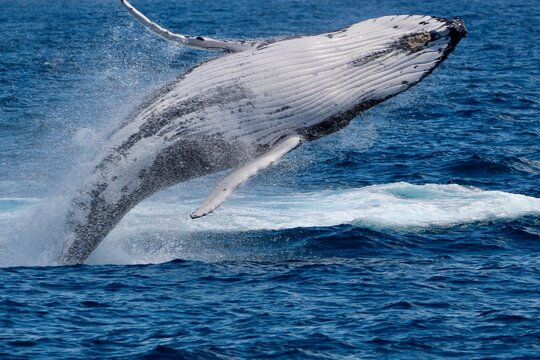 Humpback whale breach, Megaptera novaeangliae, Gold Coast, Australia
