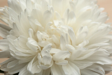 Beautiful white aster as background, closeup. Autumn flower