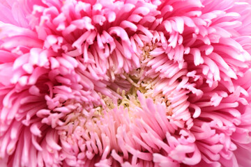 Beautiful pink aster as background, closeup. Autumn flower