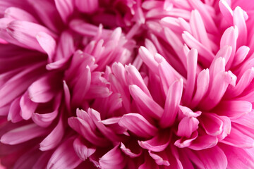 Beautiful pink aster as background, closeup. Autumn flower