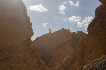 a mountain goat figure on a desert canyon