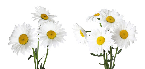 Bunches of beautiful chamomile flowers on white background. Banner design