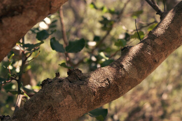 Big carob branch and leaves