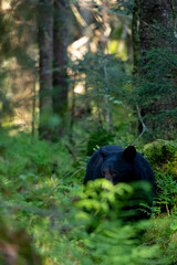 Obraz na płótnie Canvas Black Bear Through The Ferns
