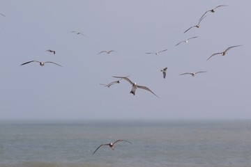 Seagulls on the beach in Japan while there is a large storm in the ocean, so big waves can be seen breaking as well. The area is close to Tokyo & is called Hebara Beach in Katsuura, Chiba.