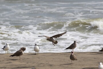 Seagulls on the beach in Japan while there is a large storm in the ocean, so big waves can be seen breaking as well. The area is close to Tokyo & is called Hebara Beach in Katsuura, Chiba.