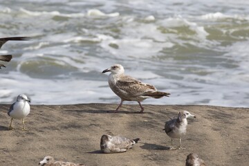 Seagulls on the beach in Japan while there is a large storm in the ocean, so big waves can be seen breaking as well. The area is close to Tokyo & is called Hebara Beach in Katsuura, Chiba.