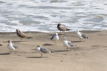 Seagulls on the beach in Japan while there is a large storm in the ocean, so big waves can be seen breaking as well. The area is close to Tokyo & is called Hebara Beach in Katsuura, Chiba.