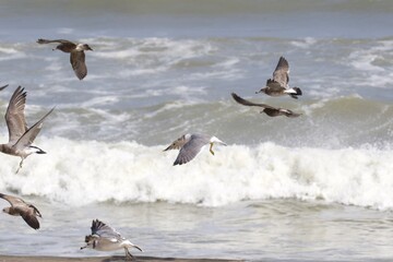 Seagulls on the beach in Japan while there is a large storm in the ocean, so big waves can be seen breaking as well. The area is close to Tokyo & is called Hebara Beach in Katsuura, Chiba.