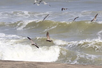 Seagulls on the beach in Japan while there is a large storm in the ocean, so big waves can be seen...