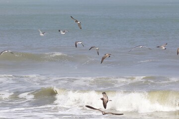Seagulls on the beach in Japan while there is a large storm in the ocean, so big waves can be seen breaking as well. The area is close to Tokyo & is called Hebara Beach in Katsuura, Chiba.