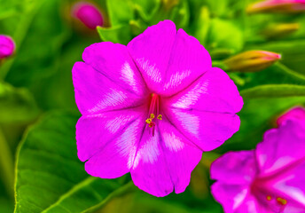 Pink Four O Clock Blossom Blooming Macro