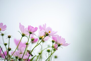 コスモスの花名はスペイン人がメキシコから持ちかえった時、美しいという意味のギリシャ語「kosmos」が由来です © Bogey Yamamoto