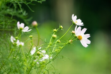 コスモスの花名はスペイン人がメキシコから持ちかえった時、美しいという意味のギリシャ語「kosmos」が由来です © Bogey Yamamoto