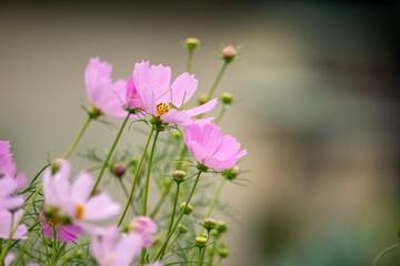 コスモスの花名はスペイン人がメキシコから持ちかえった時、美しいという意味のギリシャ語「kosmos」が由来です © Bogey Yamamoto