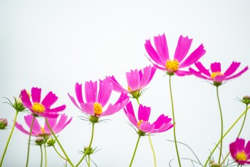 コスモスの花名はスペイン人がメキシコから持ちかえった時、美しいという意味のギリシャ語「kosmos」が由来です © Bogey Yamamoto