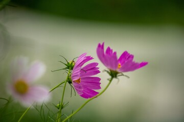 コスモスの花名はスペイン人がメキシコから持ちかえった時、美しいという意味のギリシャ語「kosmos」が由来です © Bogey Yamamoto