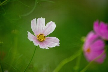 コスモスの花名はスペイン人がメキシコから持ちかえった時、美しいという意味のギリシャ語「kosmos」が由来です © Bogey Yamamoto