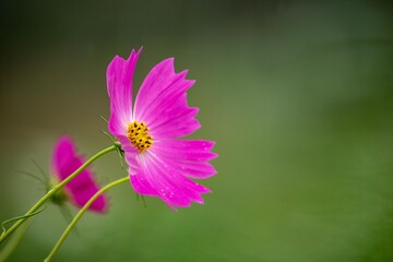 コスモスの花名はスペイン人がメキシコから持ちかえった時、美しいという意味のギリシャ語「kosmos」が由来です © Bogey Yamamoto