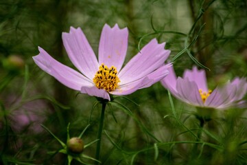 コスモスの花名はスペイン人がメキシコから持ちかえった時、美しいという意味のギリシャ語「kosmos」が由来です © Bogey Yamamoto