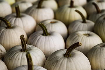 White pumpkins