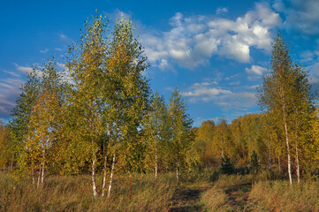 Beautiful landscape in autumn birch grove. Autumn, yellow birch forest, nature autumn landscape.