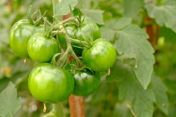 fruits of green tomato hanging on a branch in a greenhouse close-up