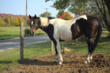 horse brown and white country ranch mare 
