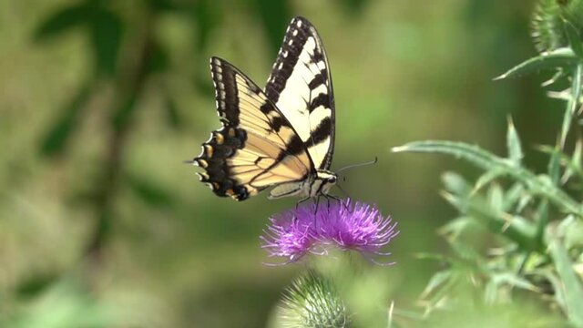 Eastern tiger swallowtail butterfly feeding from a purple thistle (500 FPS)