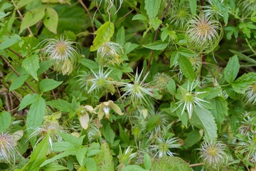 Bushes of faded clematis with fancy, shaggy flowers.