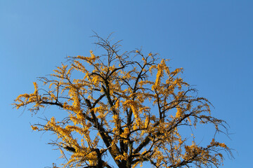 Beautiful lone yellow tree during spring season