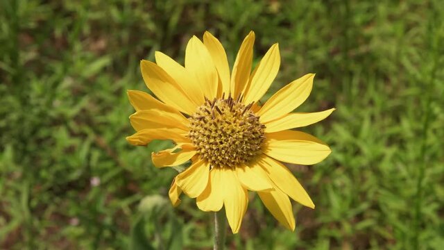 Native wildflower Helianthus mollis, Ashy Sunflower, blooming in summer 
