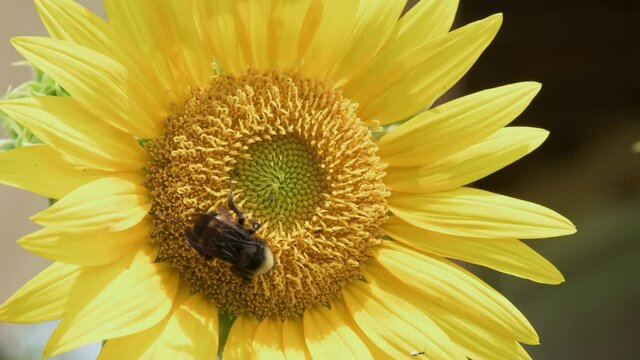 Bumblebee collecting nectar on a beautiful sunflower in summer garden