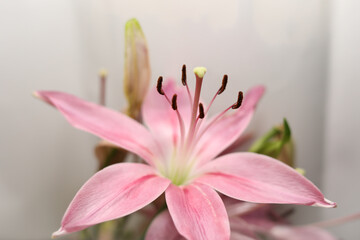 Pink lilies close up flowers