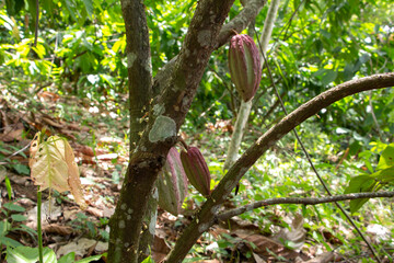 Árbol de cacao con vainas de cacao, Theobroma cacao, frutos de cacao