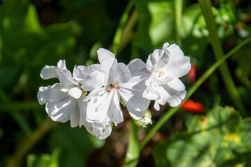 Obraz premium Wild Campion Flower