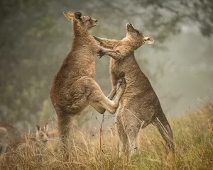 Fototapeten Kangaroos Boxing 2 © Barry