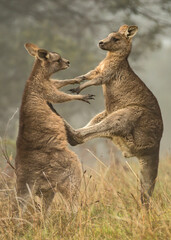 Kangaroos Boxing 1
