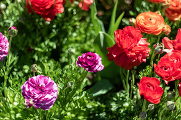 Persian Buttercup Flower