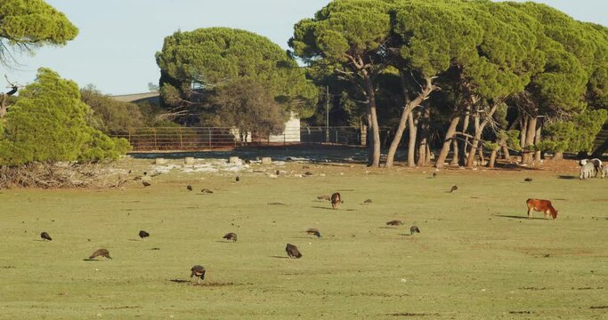  ZOO in Brijuni National Park
