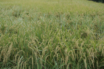 田んぼで元気に育つたくさんの稲