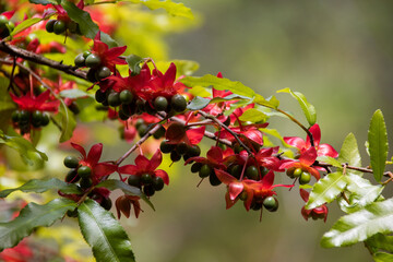 Mickey Mouse Plant with berries 