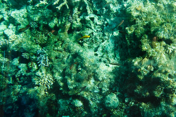 투명 보트를 통해 바라본 바다속 풍경