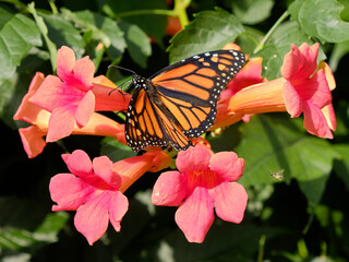 Monarch butterfly siitting on orange bell like flowers