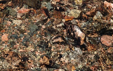 Close-up of water surface flowing over and around colorful rocks in stream in Beartooth Mountains, Montana