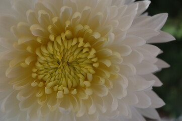 Light Cream Flower of Chrysanthemum 'Choji Giku' in Full Bloom
