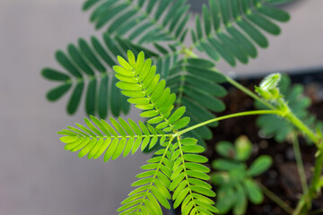 Macro abstract view of fern-like leaves on a potted Sensitive plant (mimosa pudica) which rapidly close and droop when stimulated by touch or wind. It is also called sleepy plant or touch-me-not.
