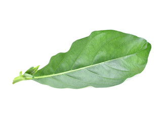 Obraz premium Morinda citrifolia leaf, isolated on white