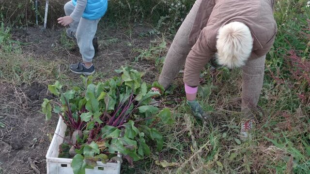 woman collects beets in vegetable garden, and funny blond boy in blue jacket helps his mother sort crops into box